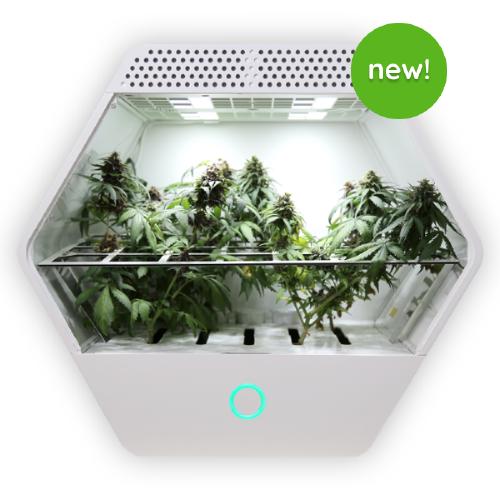 An exagonal grow box called Linfa with powerfull LEDs and legal cannabis plants living inside it