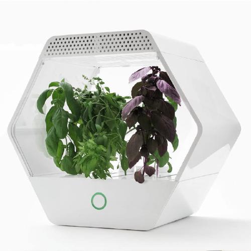 An exagonal grow box called Linfa with powerfull LEDs and medical plants plants living inside it